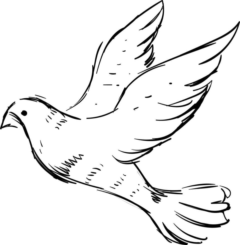 weiße Taube, Illustration, Vektor auf weißem Hintergrund.
