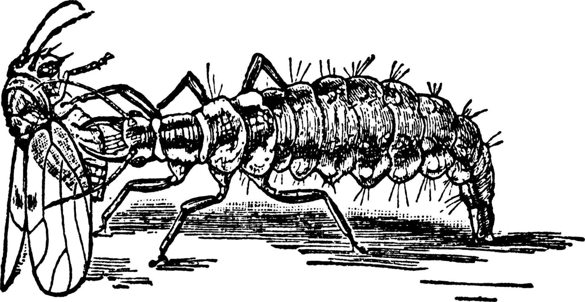 lacewing flyga, årgång illustration. vektor