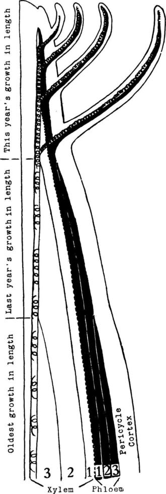 mat vävnader årgång illustration. vektor