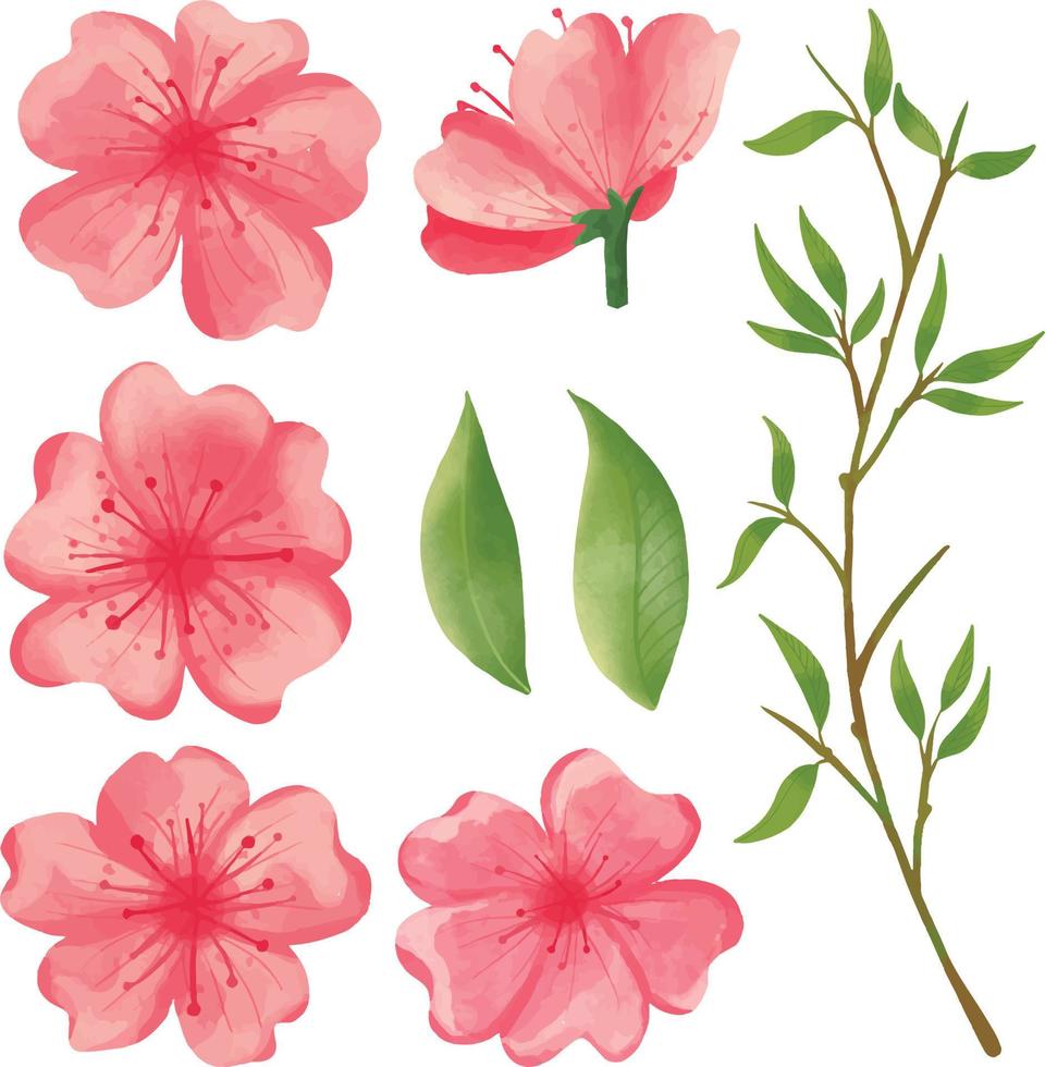 uppsättning av vattenfärg sakura blomma, rosa flora ClipArt vektor