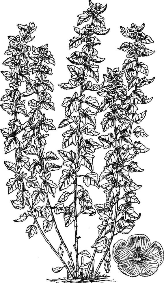 althaea officinalis vintage illustration. vektor