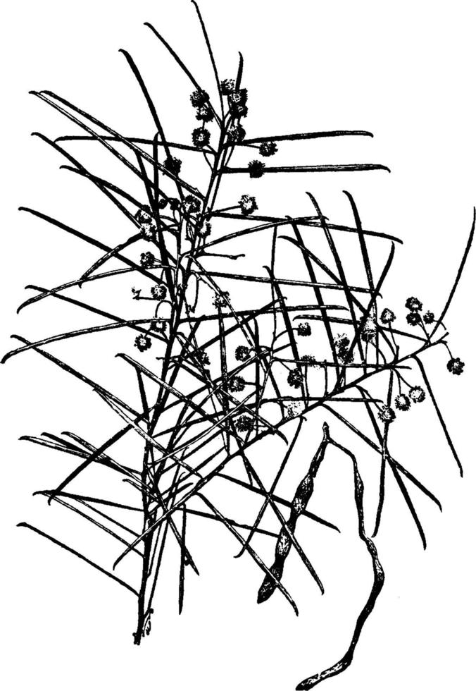 akacia calamifolia årgång illustration. vektor