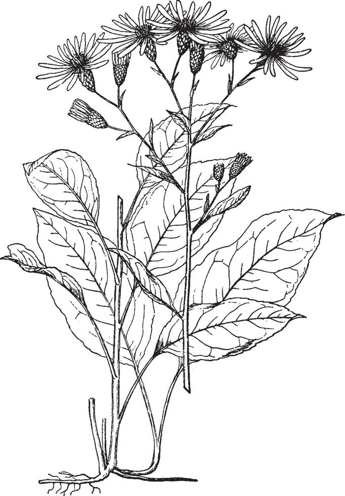 aster herveyi årgång illustration. vektor