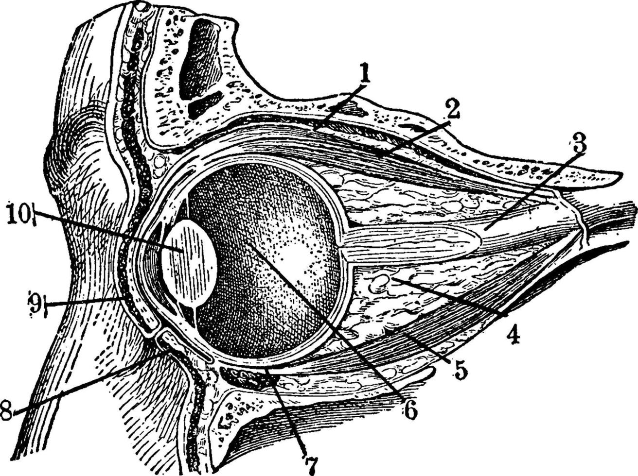 ögonglob, årgång illustration. vektor