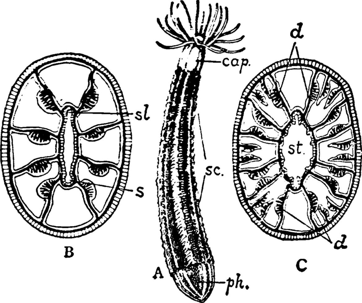 Edwardsia cliparedii, Vintage-Illustration. vektor