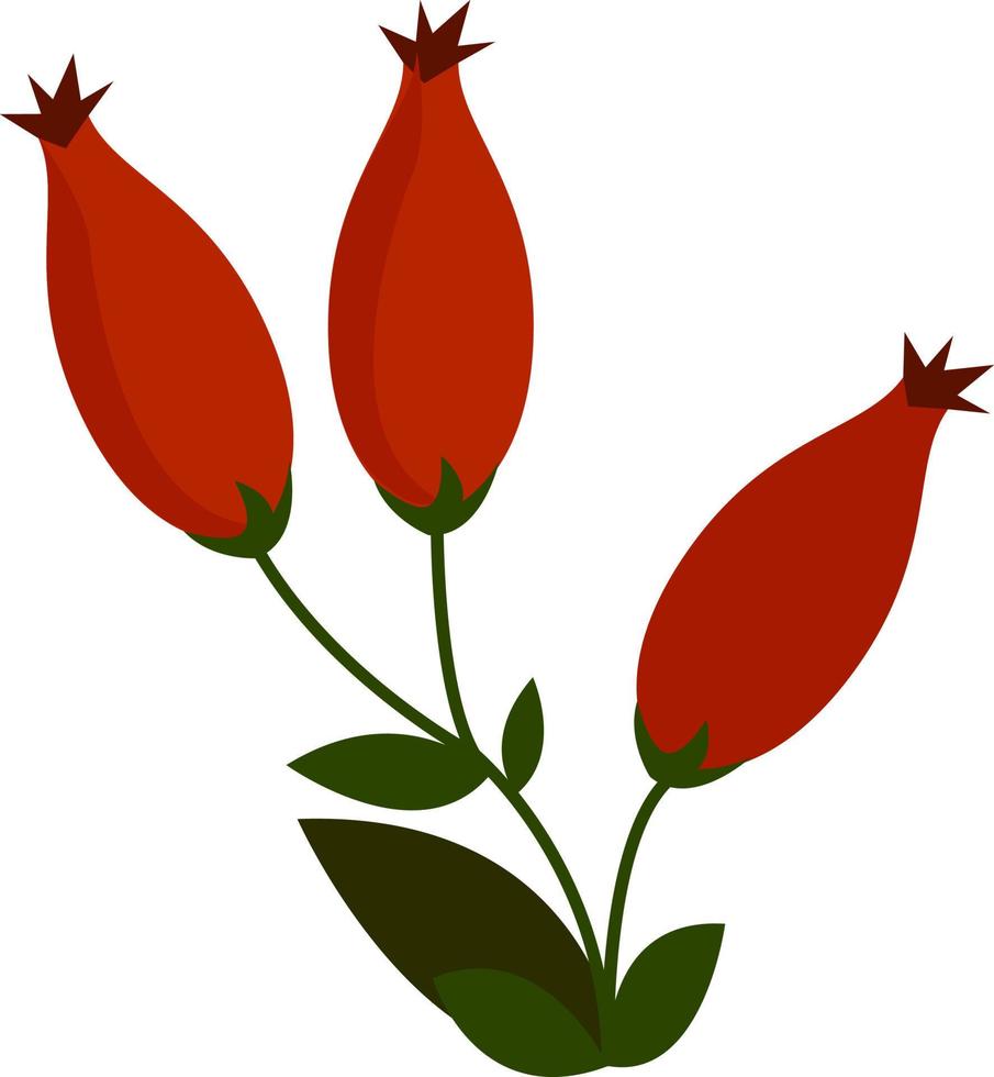 rote Hagebutte, Illustration, Vektor auf weißem Hintergrund