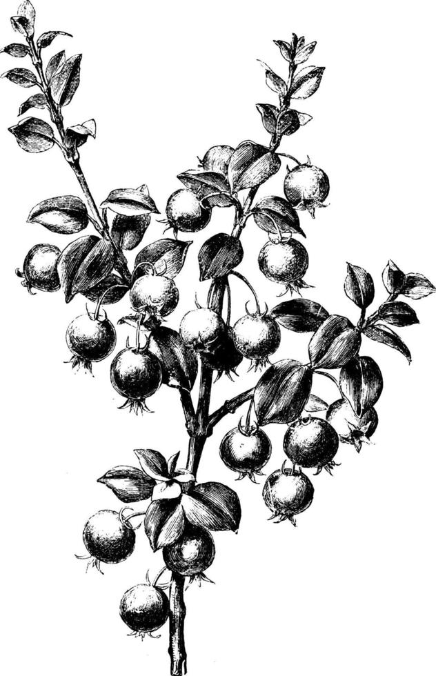 fruiting gren av myrtus ugni årgång illustration. vektor