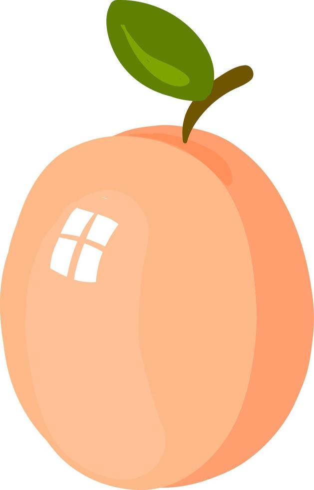 färsk aprikos, illustration, vektor på vit bakgrund.