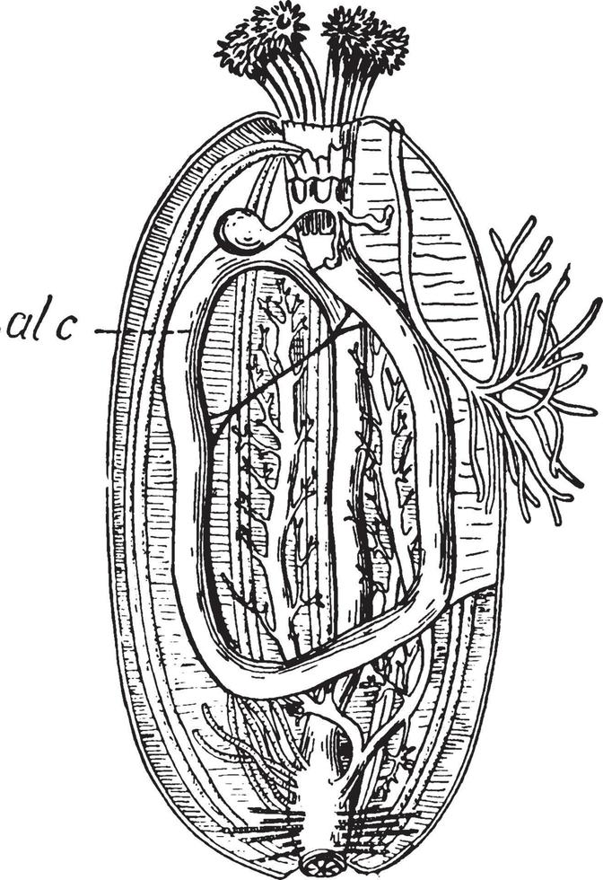 Seegurke, Vintage Illustration. vektor