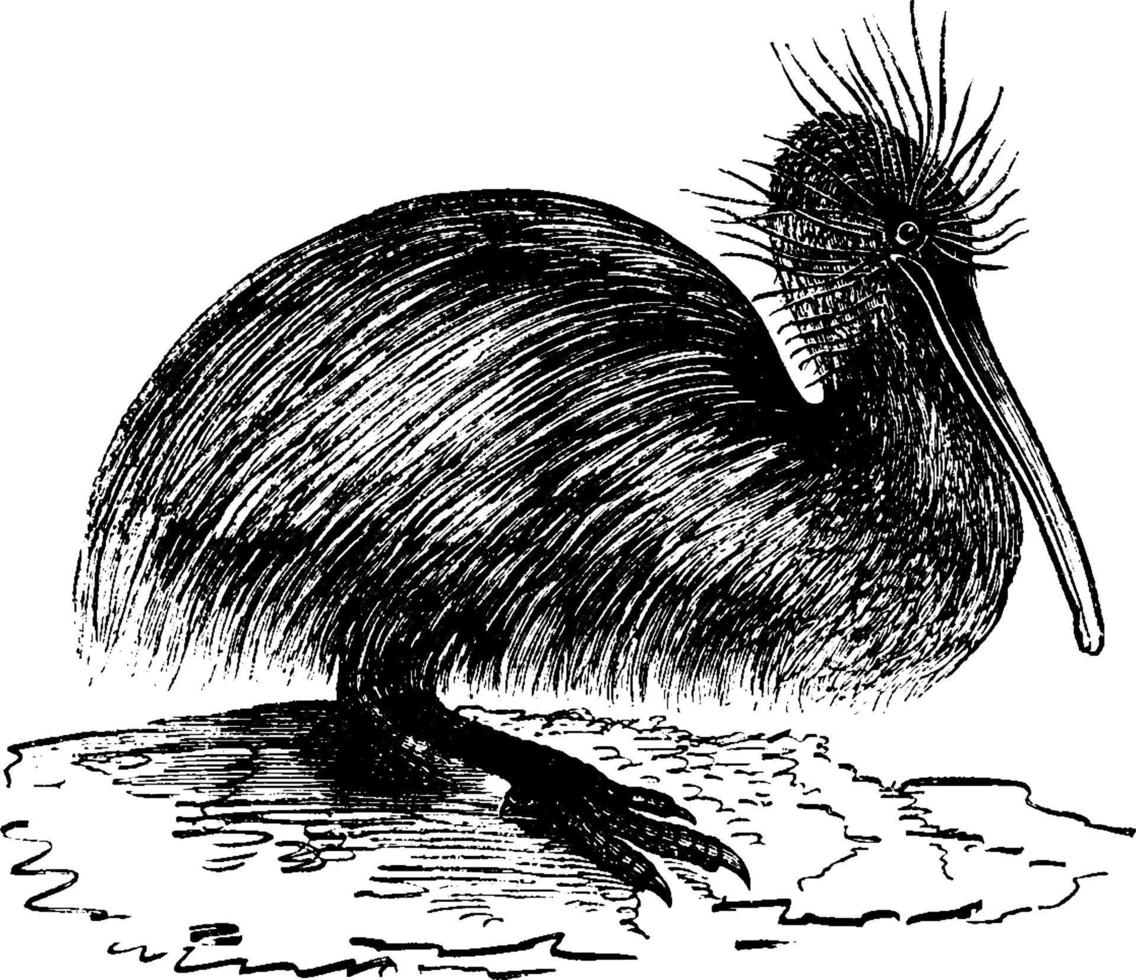 apteryx, årgång illustration. vektor