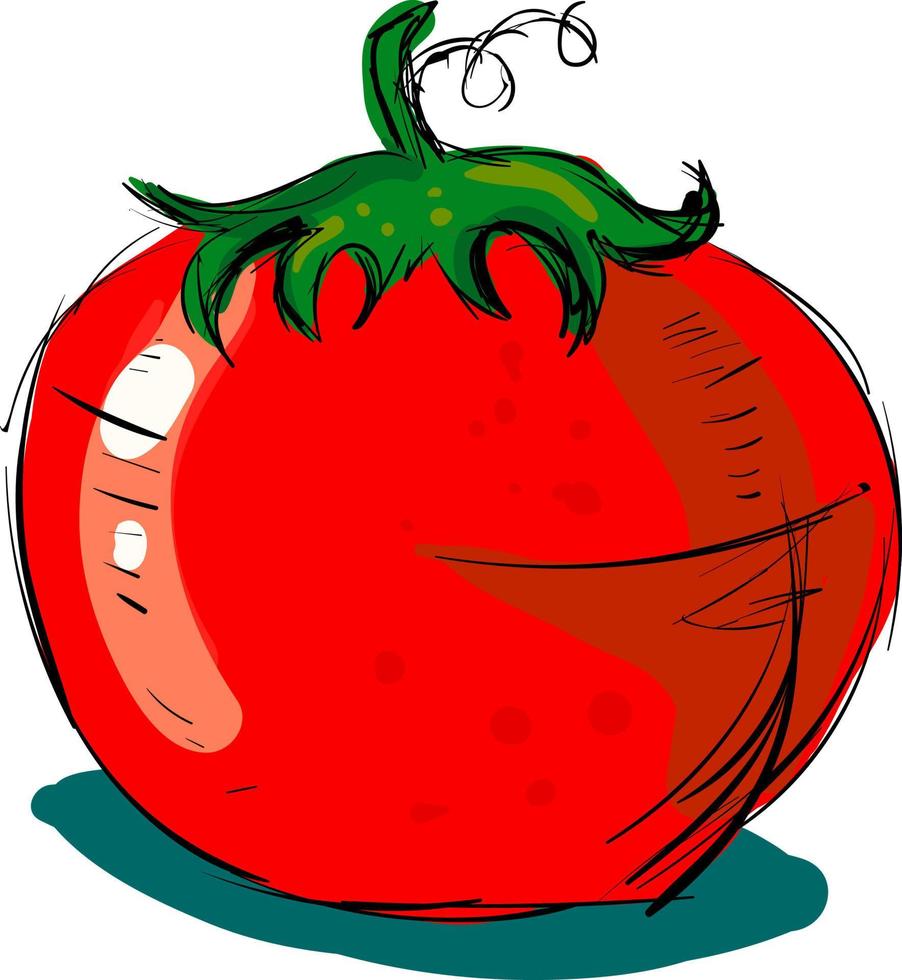 tomat teckning, illustration, vektor på vit bakgrund.