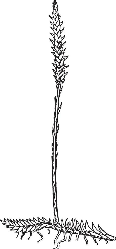 lycopodium carolinianum-weinleseillustration. vektor