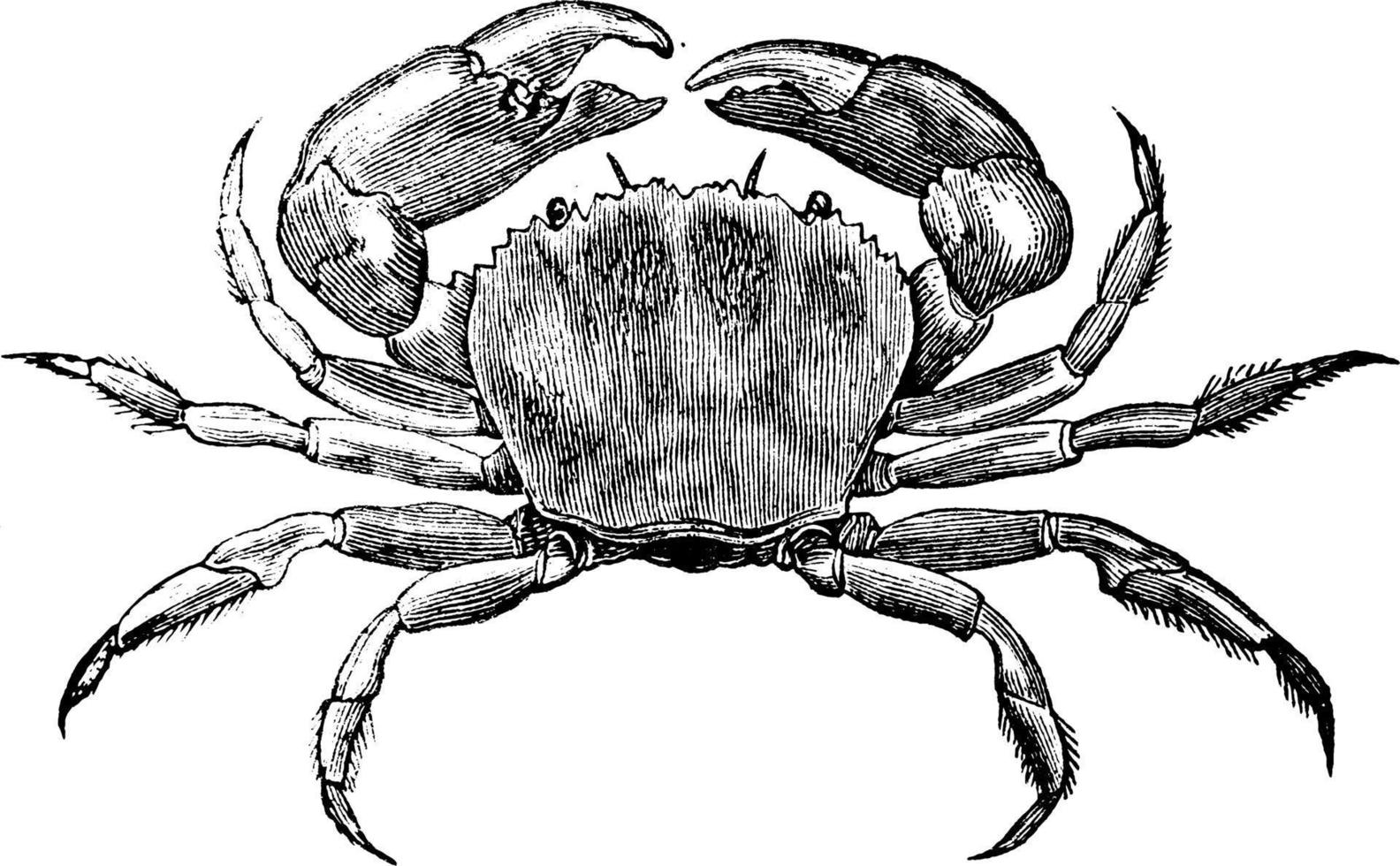 krabba, årgång illustration. vektor