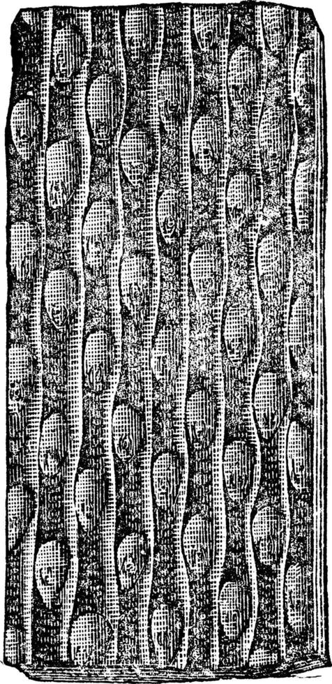 sigillaria bark sigillaria groeseri, årgång illustration. vektor