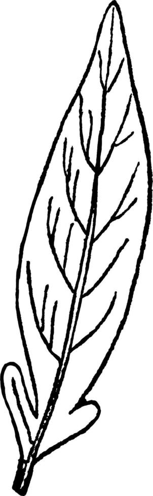 Vintage Illustration des ohrenförmigen Blattes. vektor