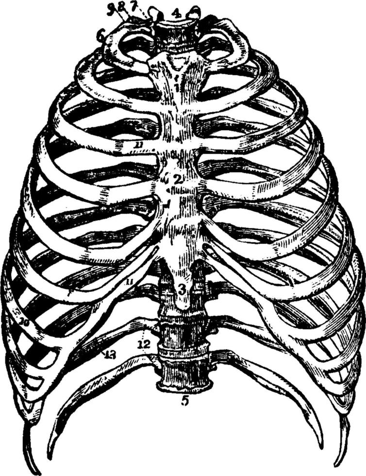 de ben av de bröstkorg, årgång illustration. vektor