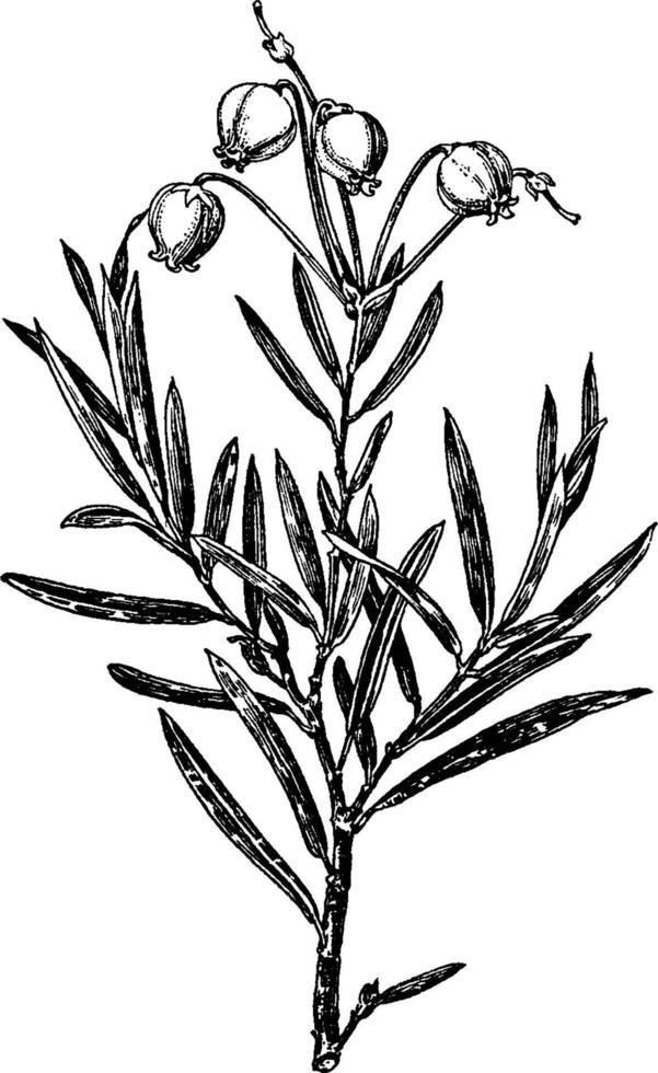 andromeda polifolia vintage illustration. vektor