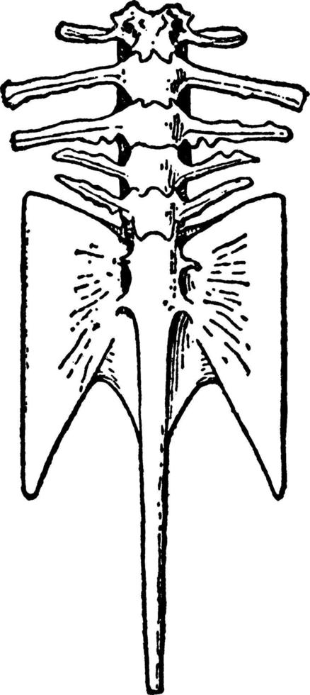 vertebral kolumn av hymenochirus, årgång illustration. vektor