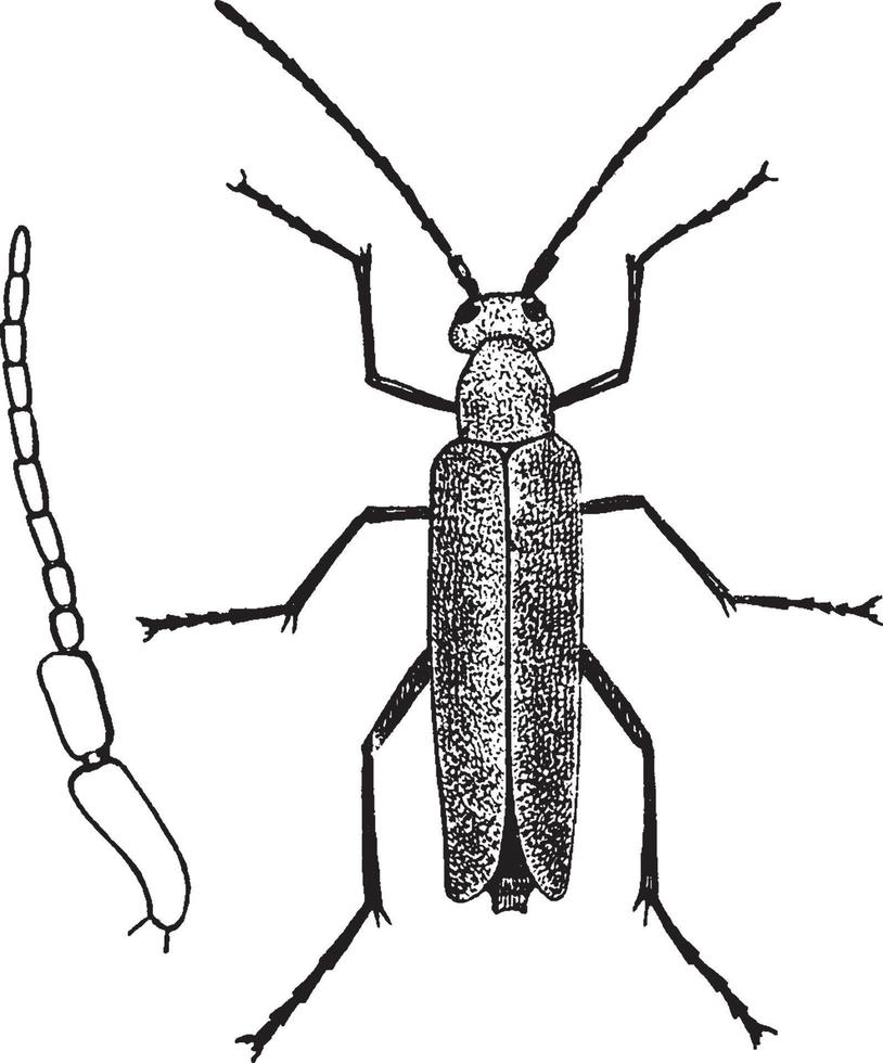 blåsa skalbagge, årgång illustration vektor