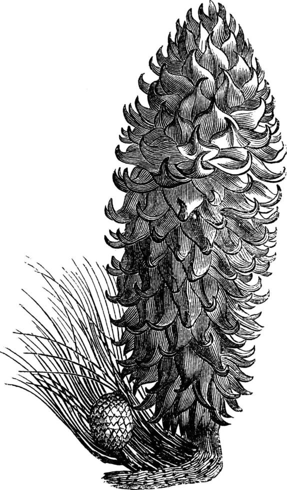 kon av pinus coulteri årgång illustration. vektor
