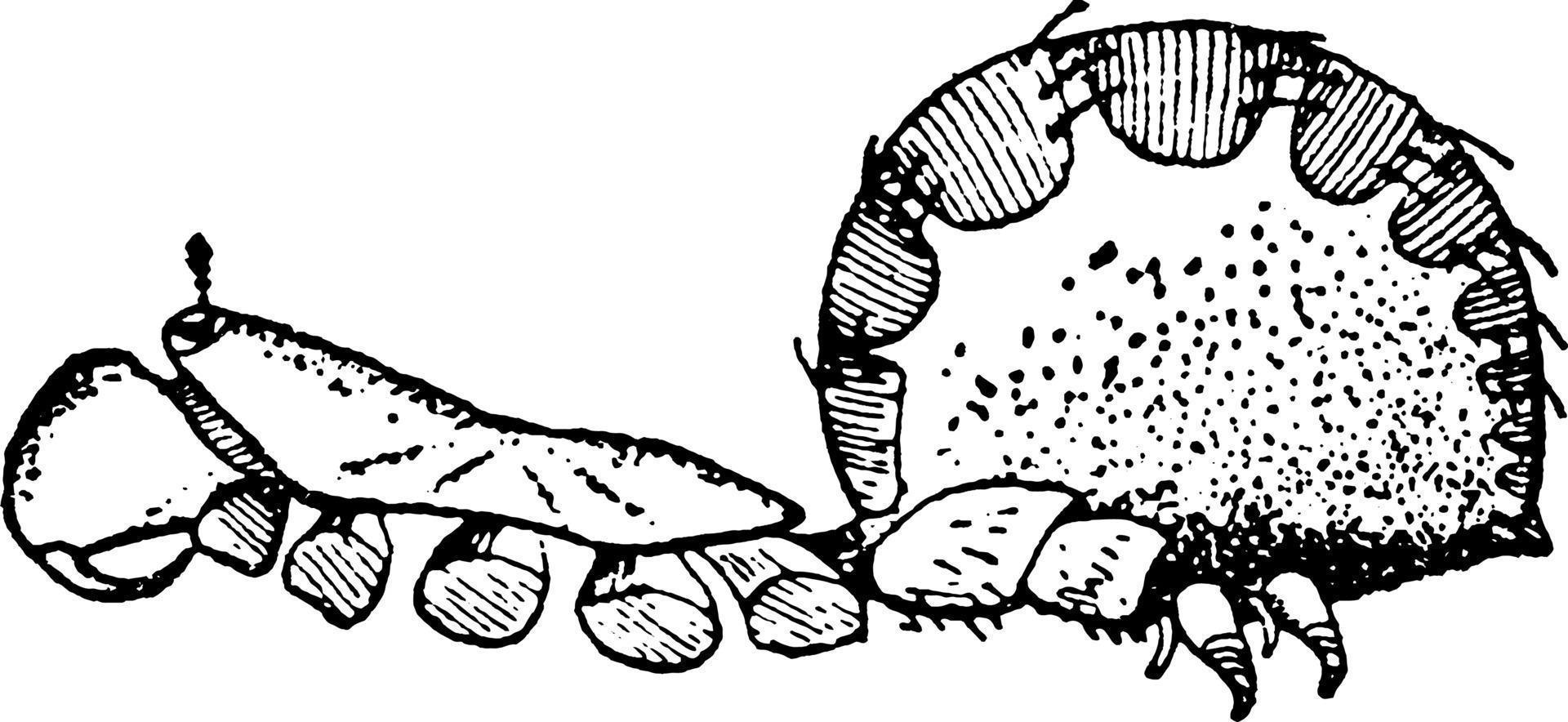 liphistius desultor, årgång illustration. vektor