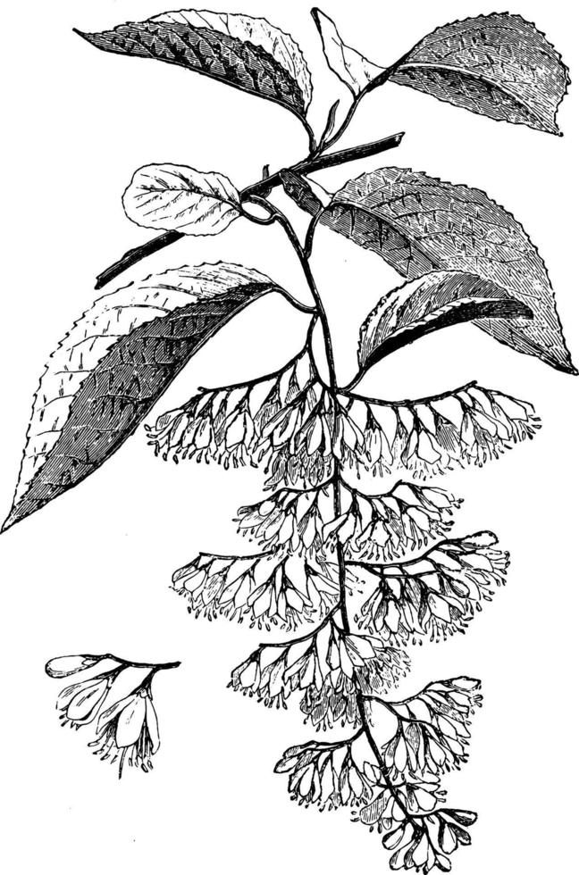 blühender zweig und freistehende blumen von halesia hispida vintage illustration. vektor