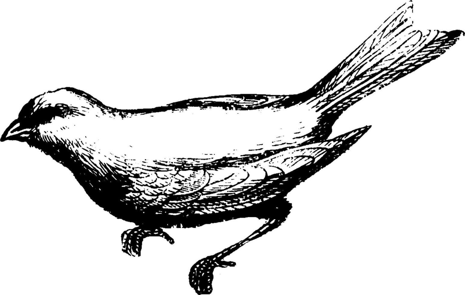 Kanarienvogel, Vintage Illustration. vektor