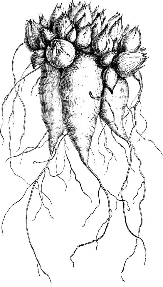 lökar av oxalis tetrafyla årgång illustration. vektor