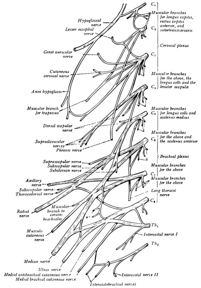 lumbosakral plexus, årgång illustration. vektor