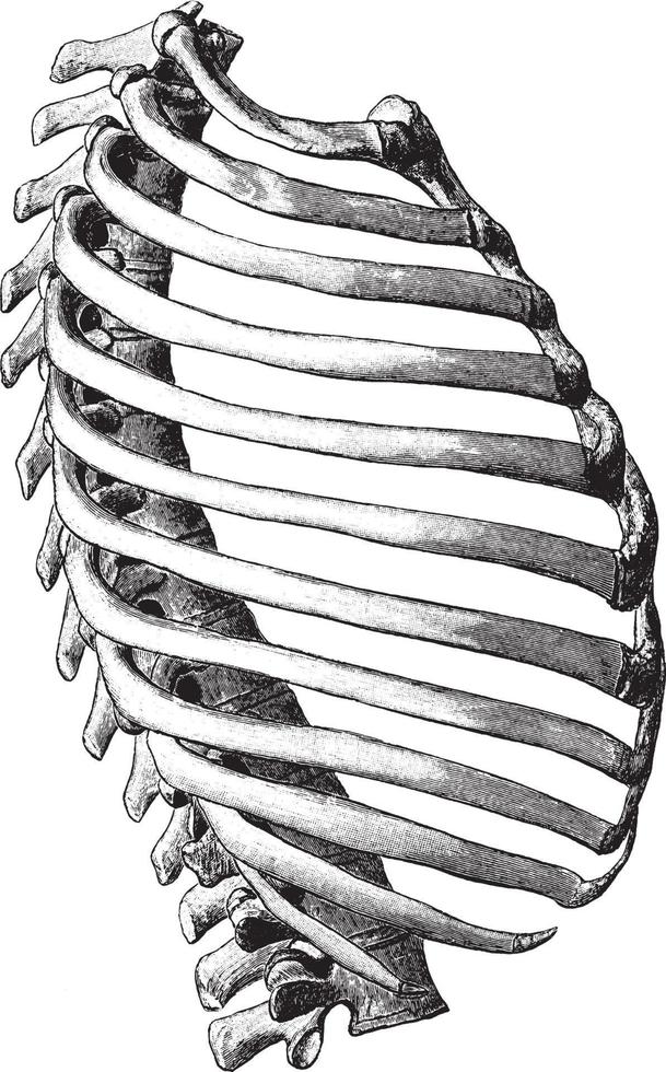 Seitenansicht des Brustkorbs, Vintage-Illustration. vektor