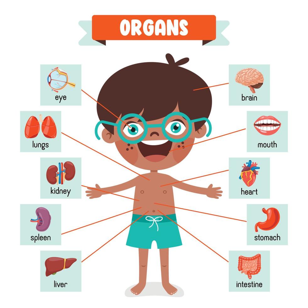 Cartoon-Zeichnung menschlicher Organe vektor