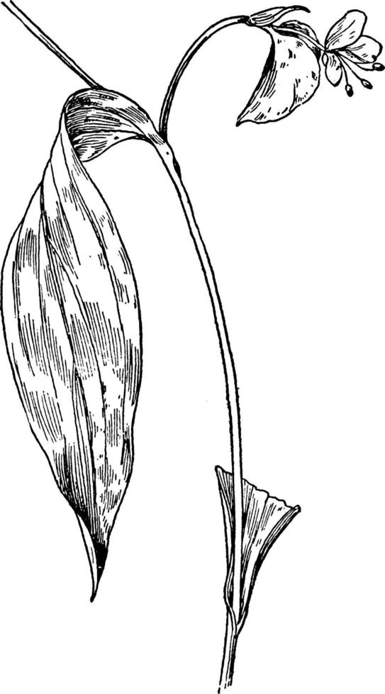 asiatic dayflower årgång illustration. vektor