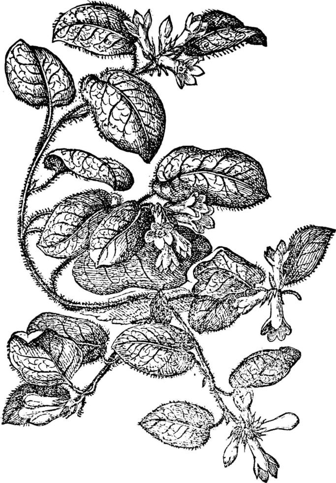 efterföljande arbutus årgång illustration. vektor