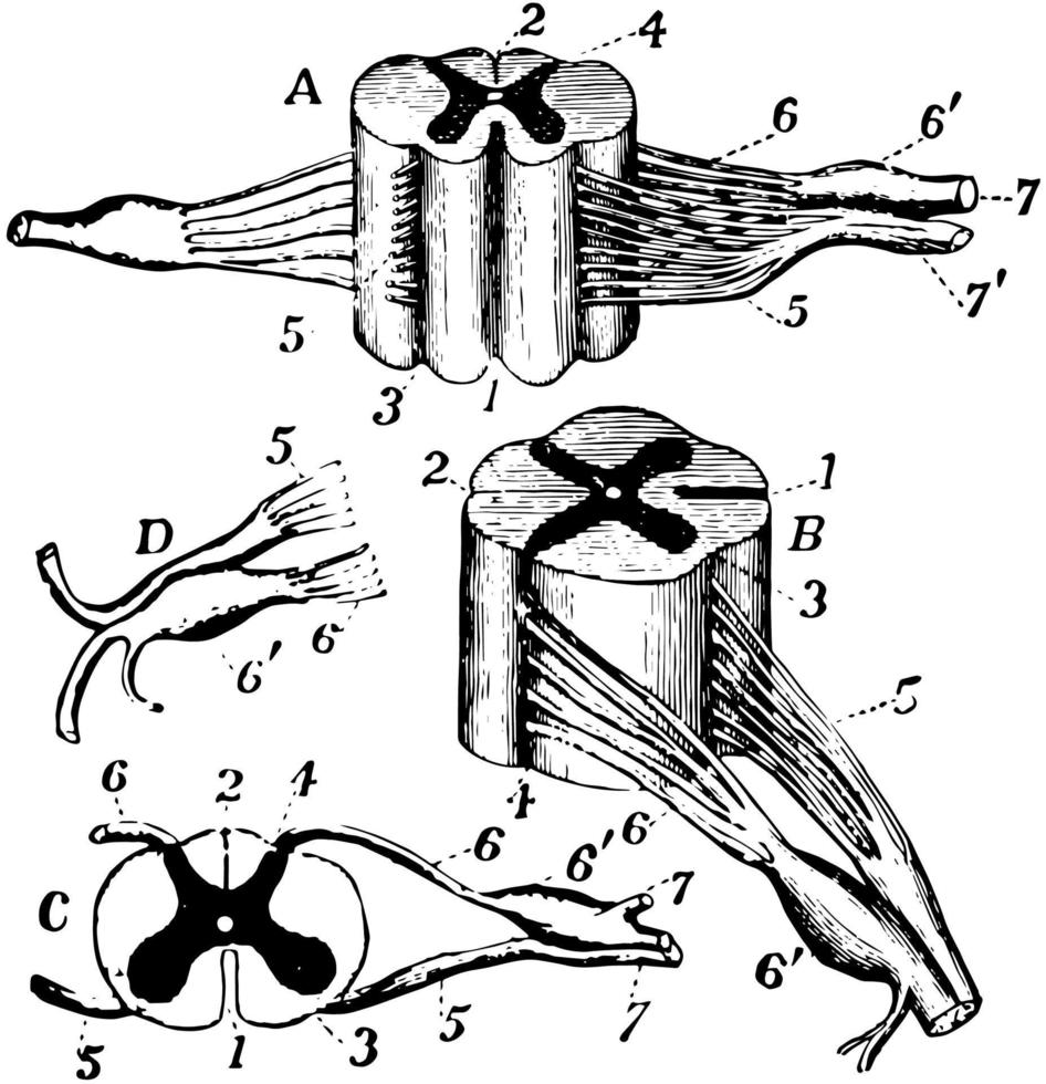 nervenwurzeln, vintage illustration vektor