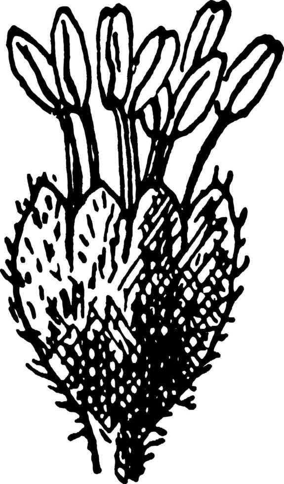 bok blomma årgång illustration. vektor