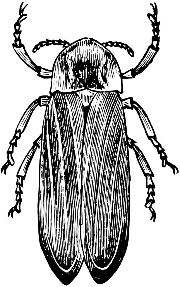 gemeines Glühwürmchen, Vintage-Illustration. vektor