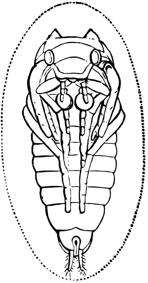 großer Tauchkäfer, Vintage Illustration. vektor