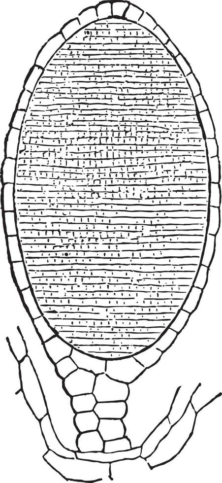 sektion genom antheridium av levermos, årgång illustration vektor