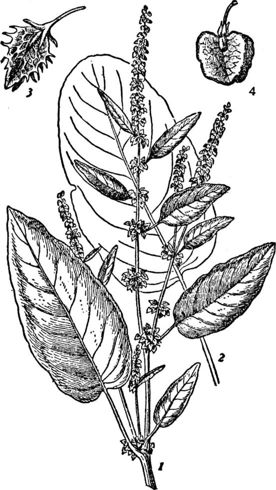 blommor och löv av allmänning docka årgång illustration. vektor