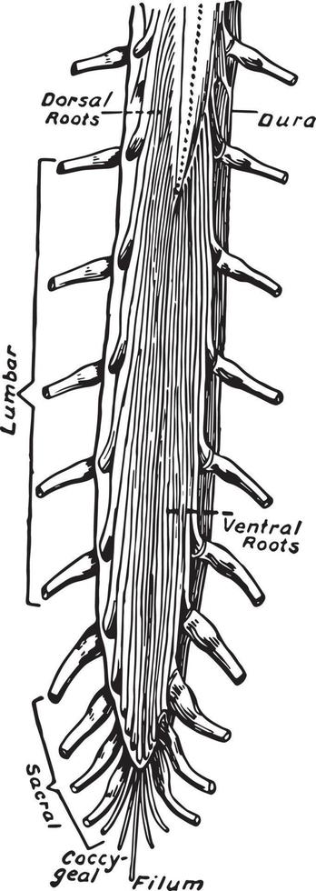 unteres Ende des Rückenmarks, Vintage Illustration vektor