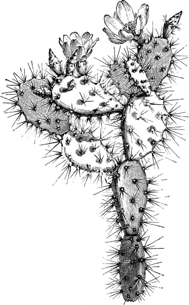 blommande gren av optunia multiflora årgång illustration. vektor