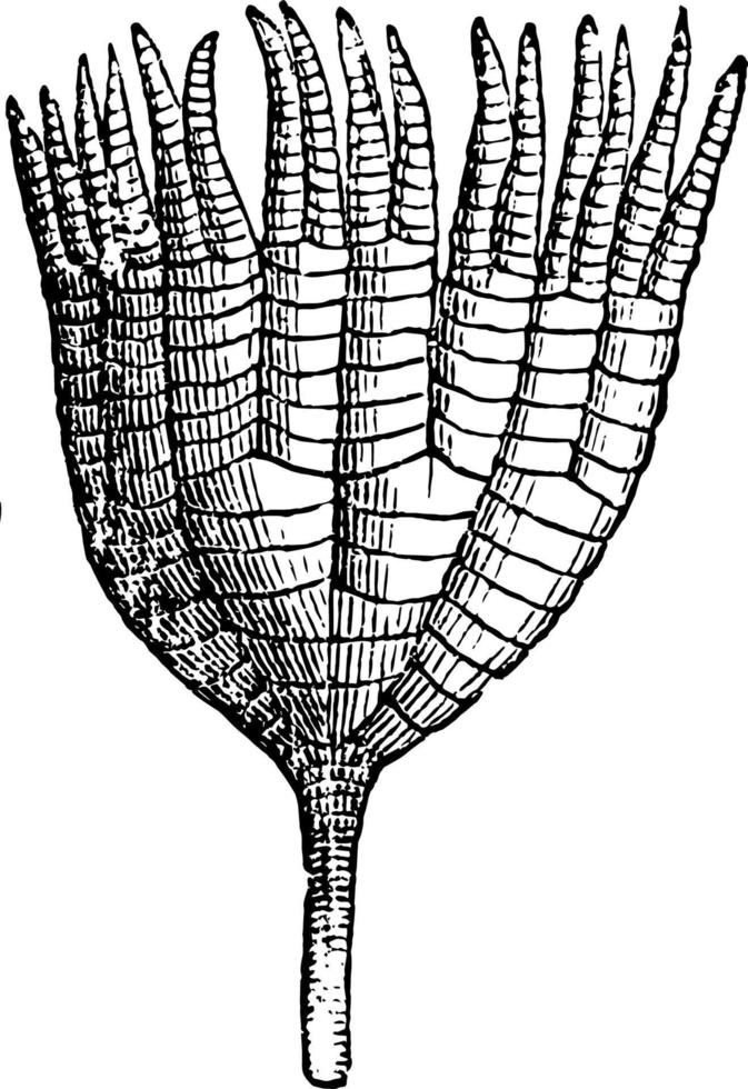 Ichtyocrinus, Vintage-Illustration vektor