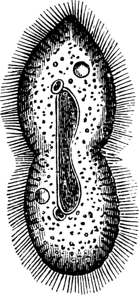 paramecium, årgång illustration. vektor