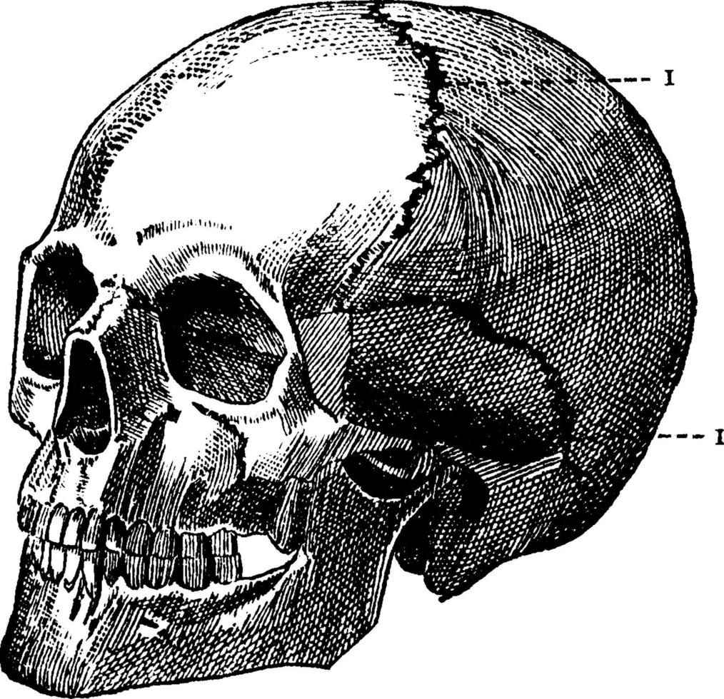 Schädel, Vintage-Illustration. vektor