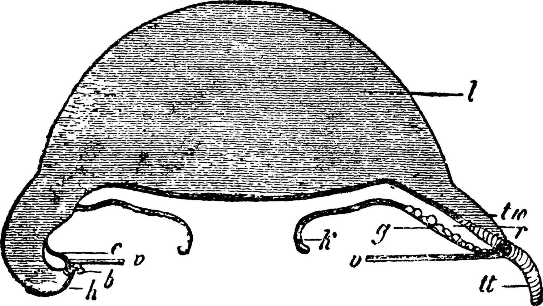 cunina rhododactyla, årgång illustration. vektor