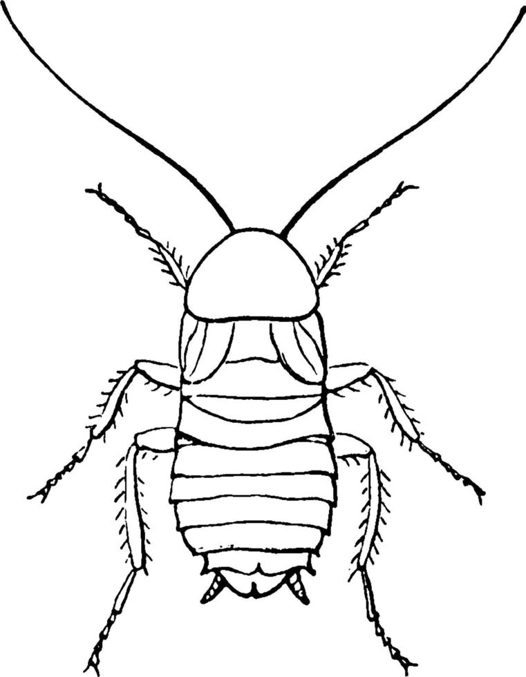kackerlacka, årgång illustration. vektor