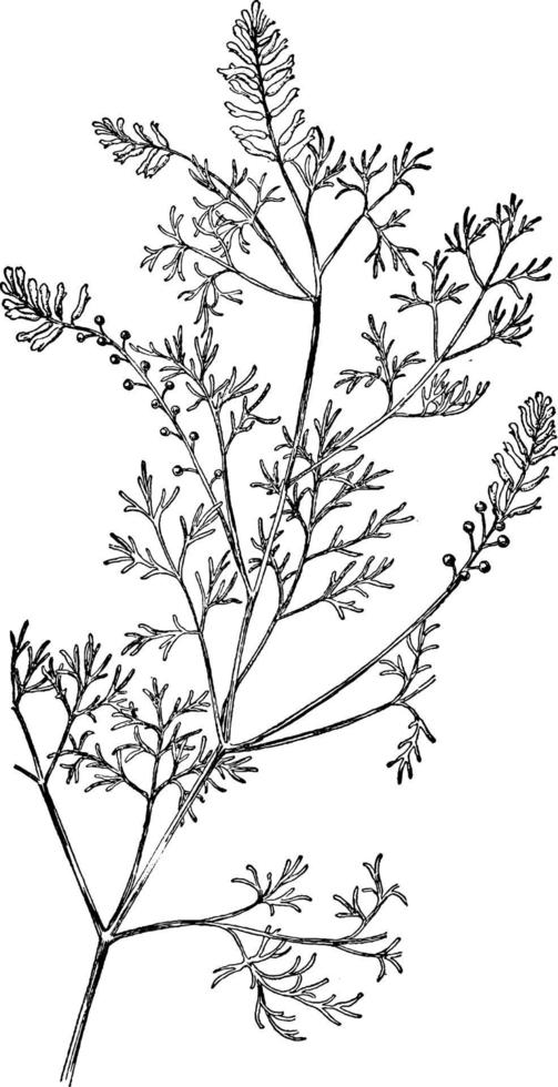 fumitory årgång illustration. vektor