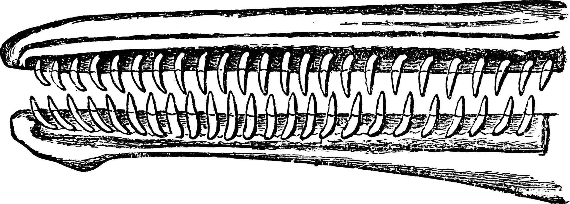 Delfinzähne, Vintage-Illustration. vektor