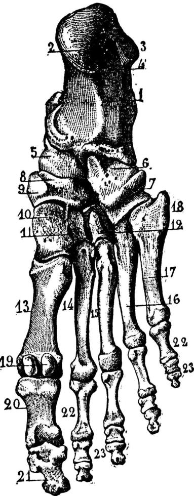 tarsal ben av de fot, årgång illustration. vektor