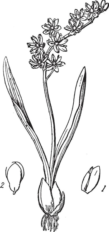 gattung, bauchig, pflanzen, scilla vintage illustration. vektor